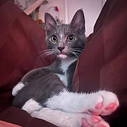 Shurka is registered to the contest to win money with this photo: cat, kitten, grey_cat, white_paws, pink_paw_pads, indoor, cushion, cozy, relaxed, pet, feline, whiskers, ears, close_up, animal, soft_fabric, resting, cute, domestic_animal, young_cat