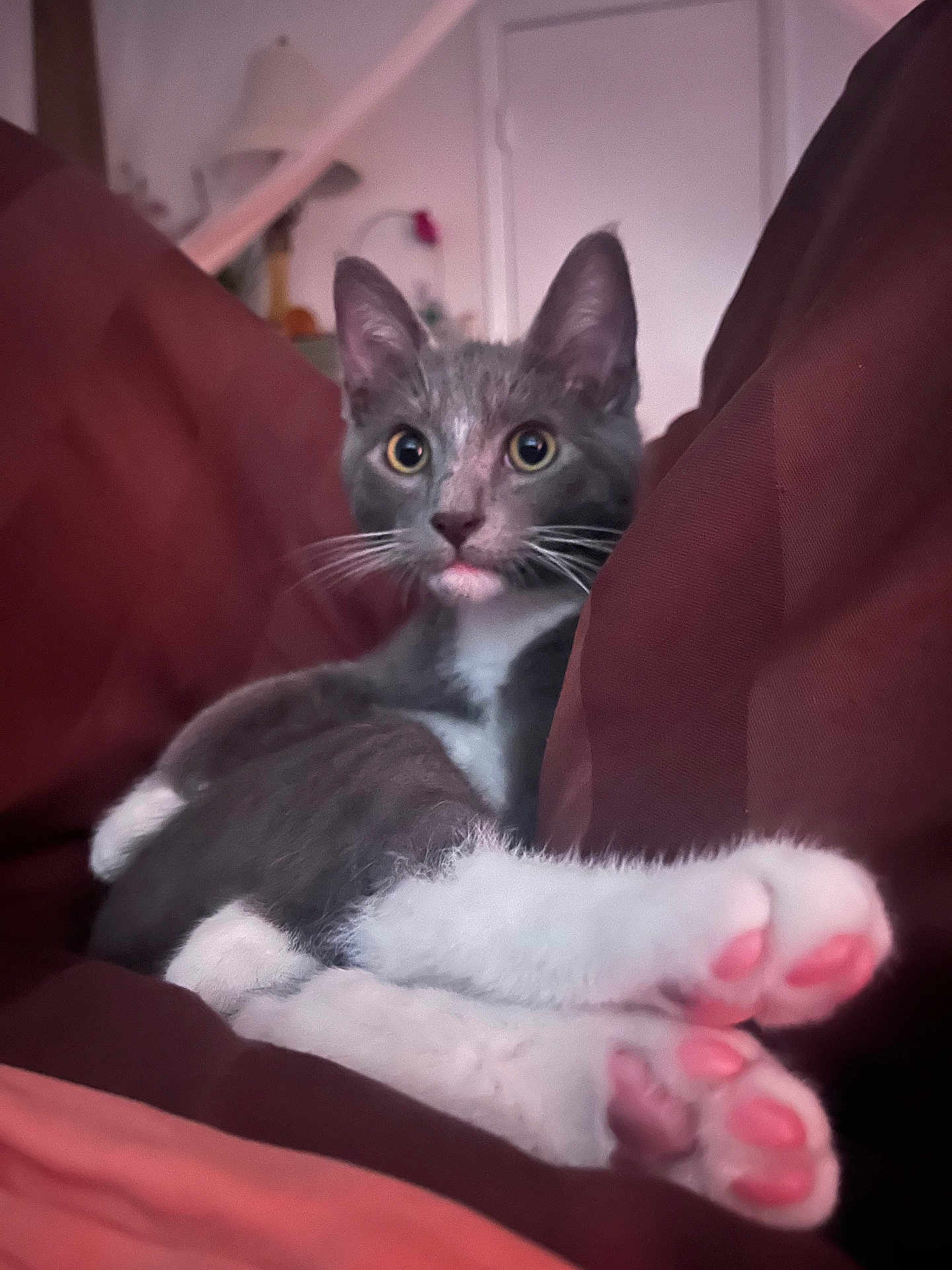 Shurka is registered to the contest to win money with this photo: cat, kitten, grey_cat, white_paws, pink_paw_pads, indoor, cushion, cozy, relaxed, pet, feline, whiskers, ears, close_up, animal, soft_fabric, resting, cute, domestic_animal, young_cat