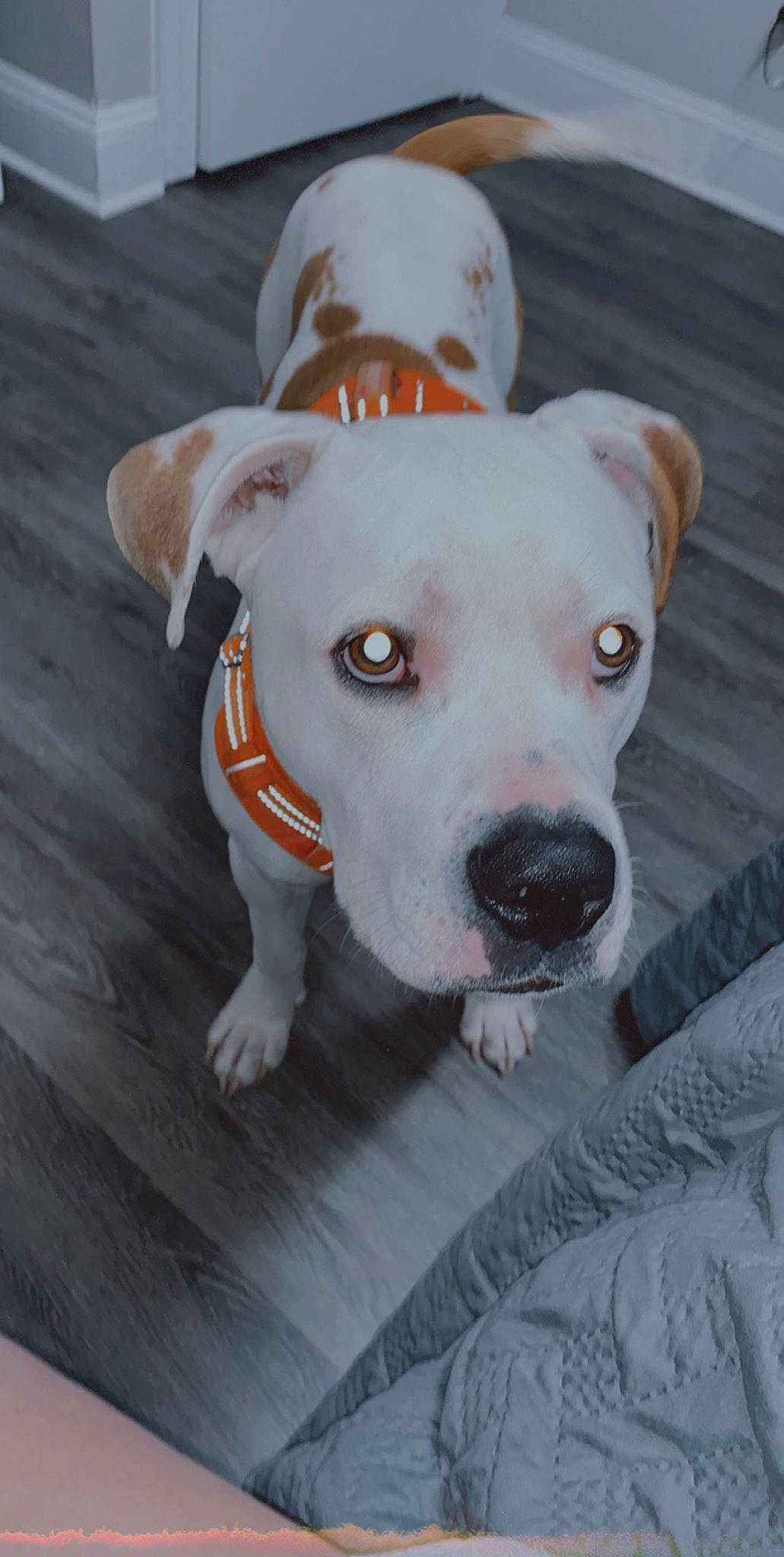 Rosco is registered to the contest to win money with this photo: ancient_dog_breeds, canidae, carnivore, collar, companion_dog, dog, dog_breed, dog_collar, dog_supply, ear, fawn, fur, hardwood, snout, sporting_group, tail, terrestrial_animal, whiskers, wood, working_animal