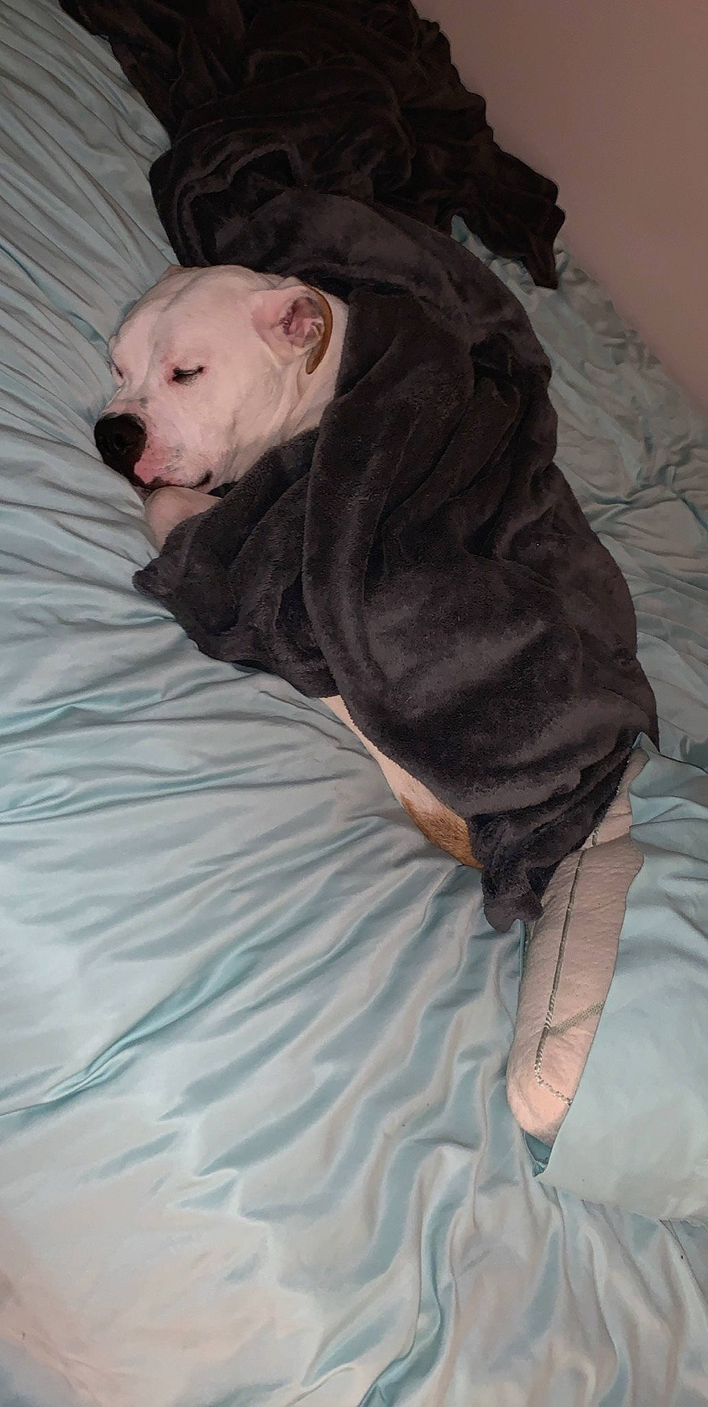 Rosco joined the competition — help win amazing prizes! bedding, canidae, carnivore, comfort, companion_dog, dog, dog_breed, fawn, flooring, fur, grey, guard_dog, linens, room, sleeve, snout, sporting_group, terrestrial_animal, toy_dog, whiskers