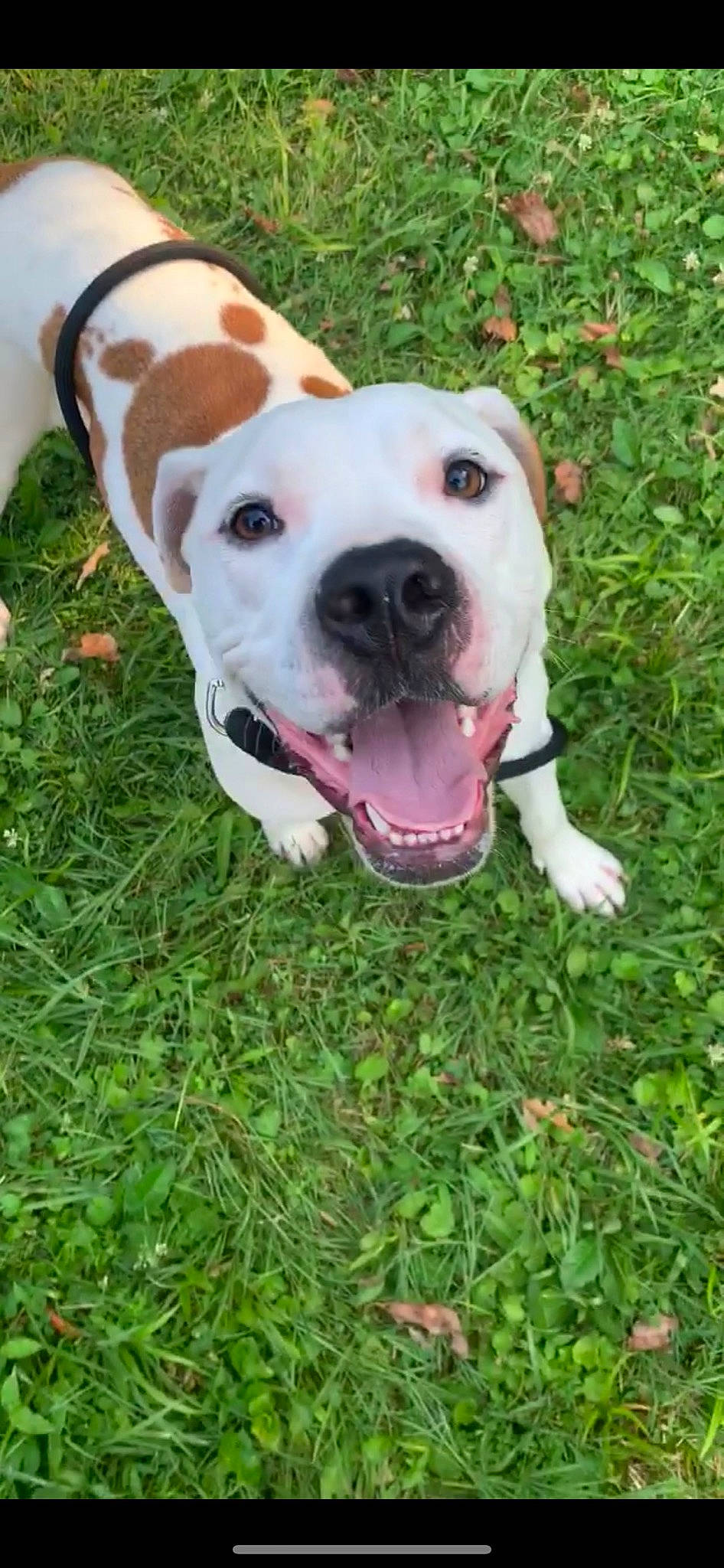 Rosco joined the competition — help win amazing prizes! carnivore, collar, companion_dog, dog, dog_breed, dog_collar, dog_supply, fawn, grass, groundcover, mammal, molosser, non_sporting_group, plant, snout, sporting_group, terrestrial_animal, whiskers, working_animal, working_dog