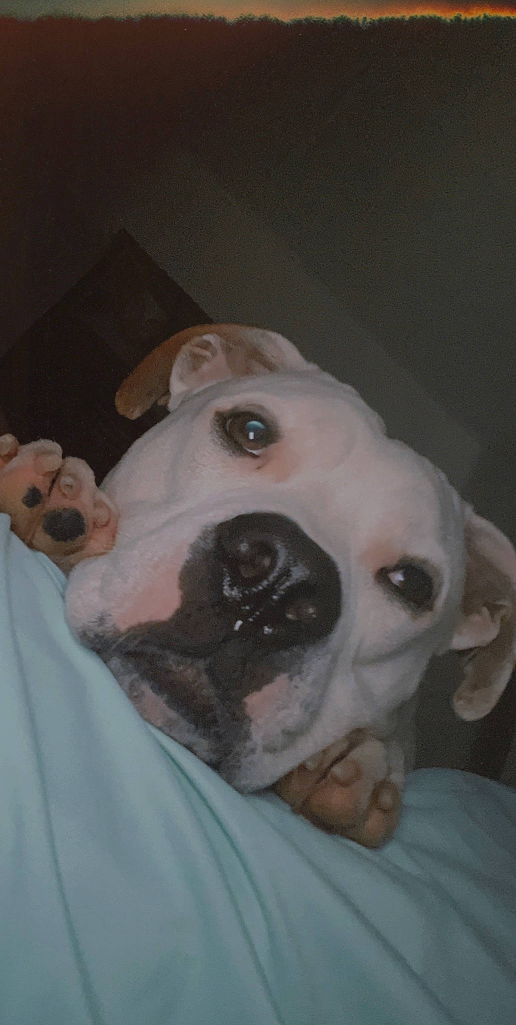 Rosco is registered to the contest to win money with this photo: canidae, carnivore, comfort, companion_dog, dog, dog_breed, ear, fawn, flesh, fur, gesture, jaw, non_sporting_group, nose, snout, sporting_group, toy_dog, whiskers, working_animal, wrinkle