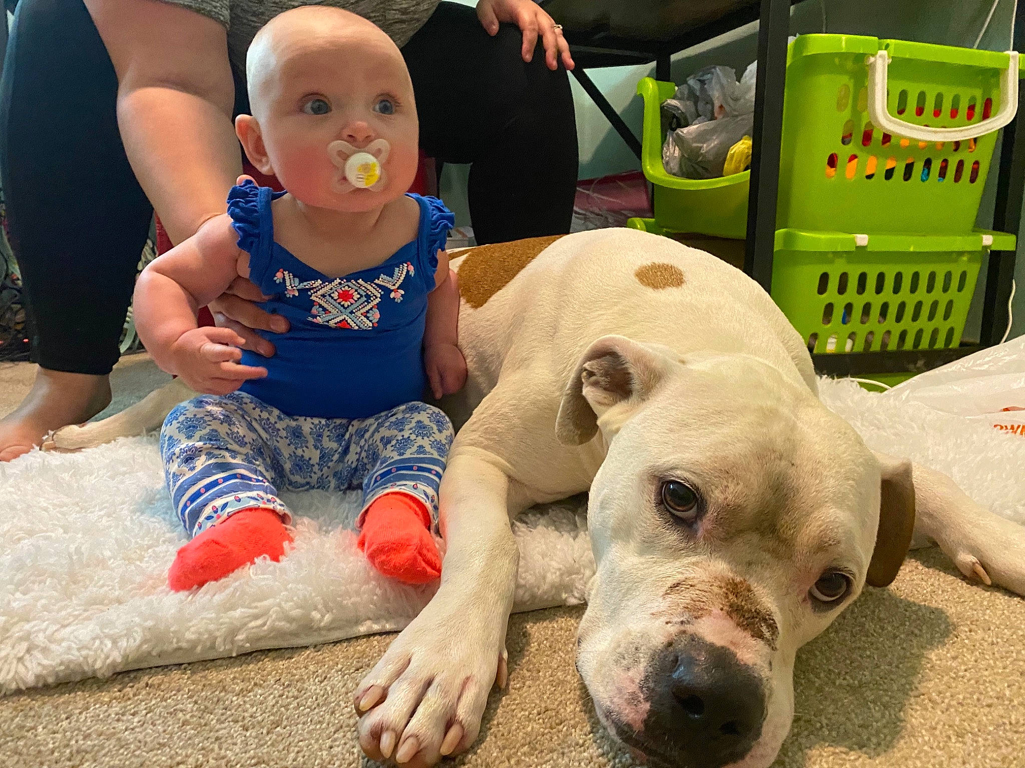 Rosco is registered to the contest to win money with this photo: baby, baby_toddler_clothing, carnivore, companion_dog, dog, dog_breed, eye, facial_expression, fawn, fun, happy, leisure, mammal, recreation, shorts, sitting, snout, sporting_group, toddler, working_animal