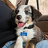 Cowboy is registered to the contest to win money with this photo: puppy, dog, tricolor, pet, collar, tag, indoor, car, window, person, lap, happy, tongue_out, fur, cute, young, smiling, black, white, brown