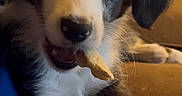 Cowboy joined the competition — help win amazing prizes! puppy, dog, pet, close_up, chewing, treat, couch, indoor, fur, cute, animal, brown, white, black, playful, young, expression, snout, paw, companion