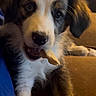 puppy, dog, pet, close_up, chewing, treat, couch, indoor, fur, cute, animal, brown, white, black, playful, young, expression, snout, paw, companion