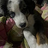 Cowboy joined the competition — help win amazing prizes! puppy, dog, close_up, cute, pet, snuggling, blanket, indoor, fur, animal, sleepy, young_dog, face, paw, resting, cozy, adorable, companion, domestic_animal, portrait