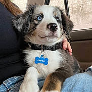 Cowboy is registered to the contest to win money with this photo: puppy, dog, blue_eyes, collar, dog_tag, person, hand, jeans, car_interior, window, rain, fur, cute, pet, animal, sitting, closeup, comfort, indoor, young