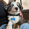 puppy, dog, blue_eyes, collar, dog_tag, person, hand, jeans, car_interior, window, rain, fur, cute, pet, animal, sitting, closeup, comfort, indoor, young