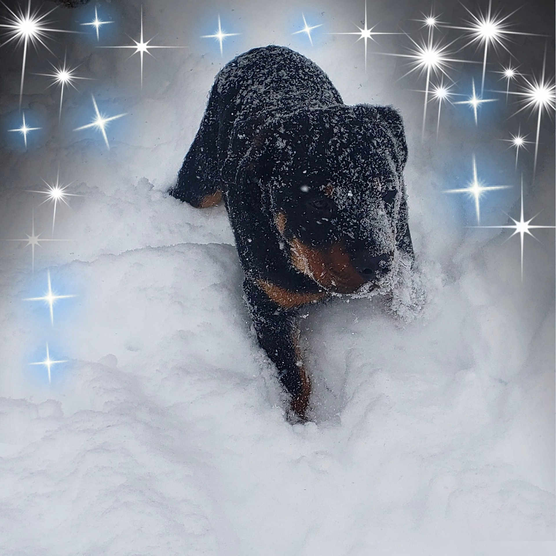 Diggs joined the competition — help win amazing prizes! blizzard, freezing, photography, sky, snow, space, winter, winter_storm