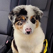 Baloo participe au concours pour gagner de l'argent avec cette photo : animal, australian_shepherd, backseat, canine, car_interior, collar, cute, daylight, dog, domestic_animal, fluffy, fur, looking_at_camera, nose, pet, puppy, seat, sitting, window, young_dog