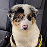 animal, australian_shepherd, backseat, canine, car_interior, collar, cute, daylight, dog, domestic_animal, fluffy, fur, looking_at_camera, nose, pet, puppy, seat, sitting, window, young_dog