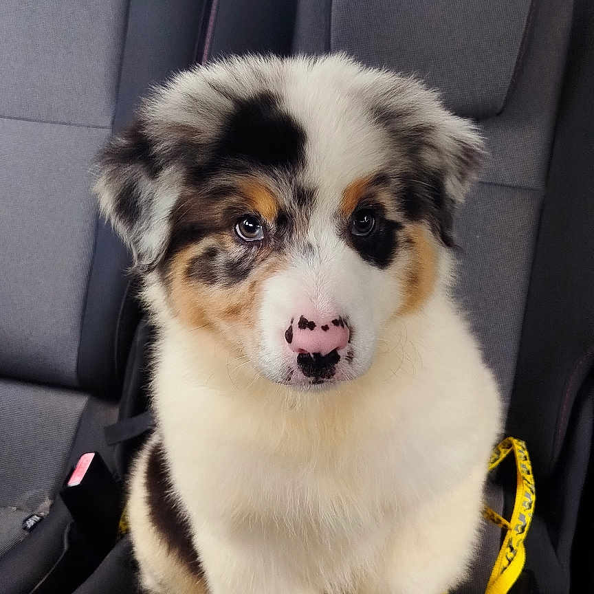 Baloo