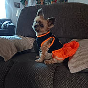 Katie joined the competition — help win amazing prizes! dog, small_dog, pet, couch, clothing, orange, black, indoor, furniture, pillow, birdcage, curtain, window, lamp, decor, looking_back, sitting, fur, ears, cute