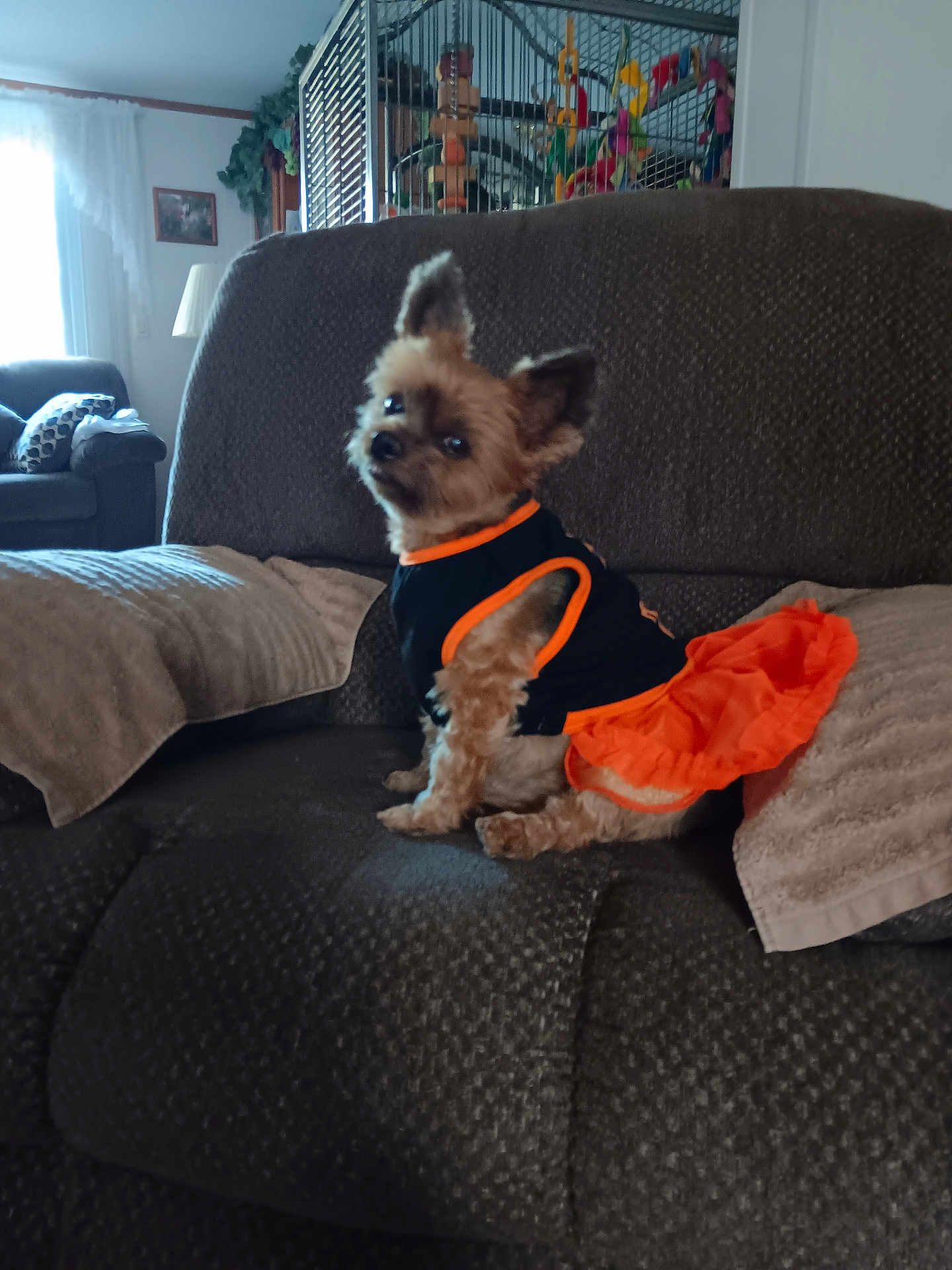 Katie joined the competition — help win amazing prizes! dog, small_dog, pet, couch, clothing, orange, black, indoor, furniture, pillow, birdcage, curtain, window, lamp, decor, looking_back, sitting, fur, ears, cute