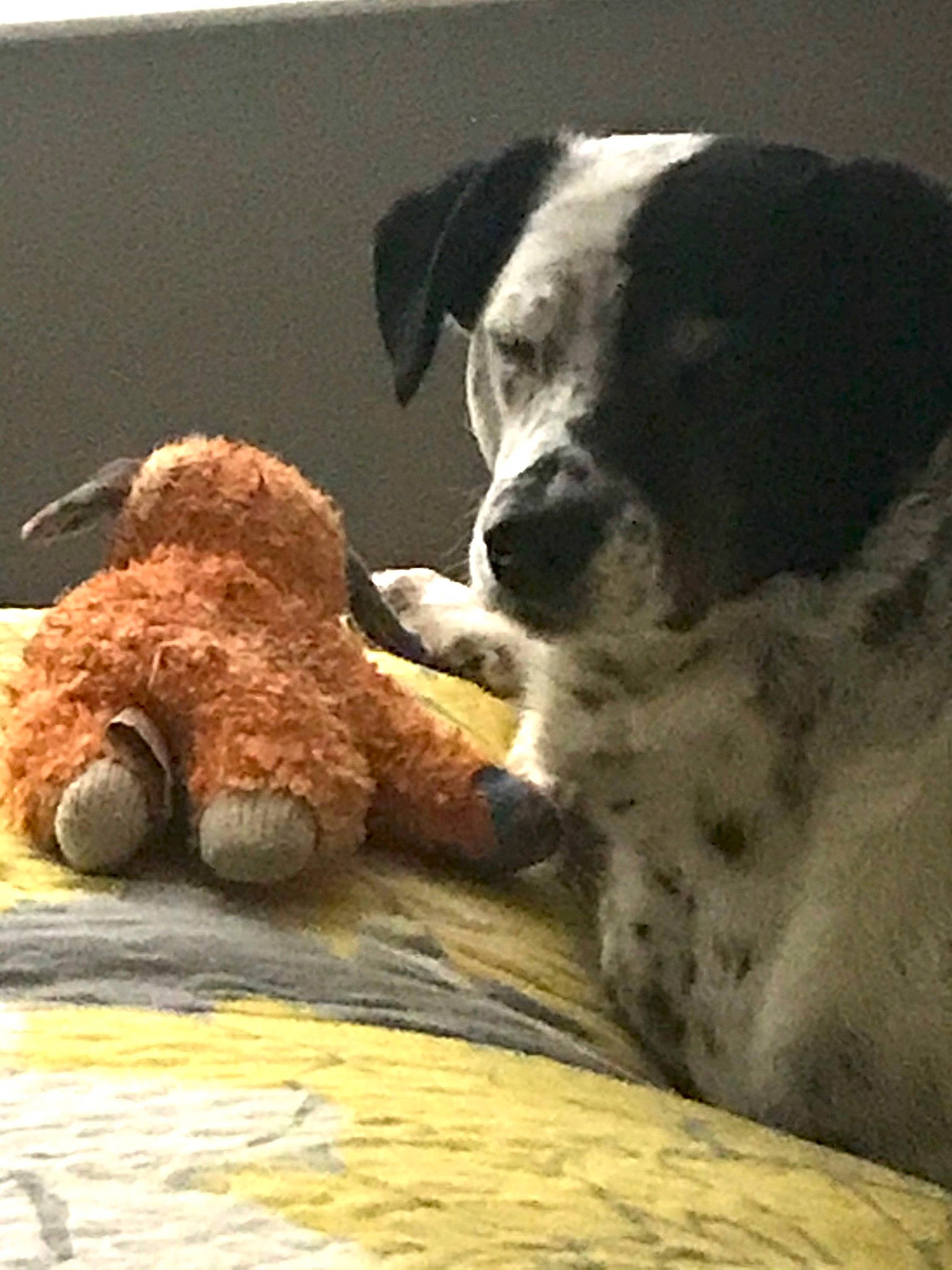 Zoey Pickles joined the competition — help win amazing prizes! ball, canidae, carnivore, comfort, companion_dog, dog, dog_breed, dog_toy, fawn, fur, snout, sporting_group, stuffed_toy, tail, teddy_bear, terrestrial_animal, toy, vertebrate, wood, working_animal