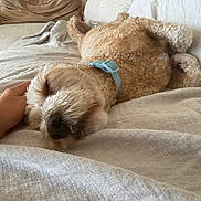 Alfie joined the competition — help win amazing prizes! beige, blanket, closeup, collar, comfort, couch, cozy, curly_fur, dog, domestic_animal, fur, hand, human_hand, indoor, napping, pet, relaxation, resting, sleeping, soft_texture