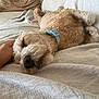 beige, blanket, closeup, collar, comfort, couch, cozy, curly_fur, dog, domestic_animal, fur, hand, human_hand, indoor, napping, pet, relaxation, resting, sleeping, soft_texture