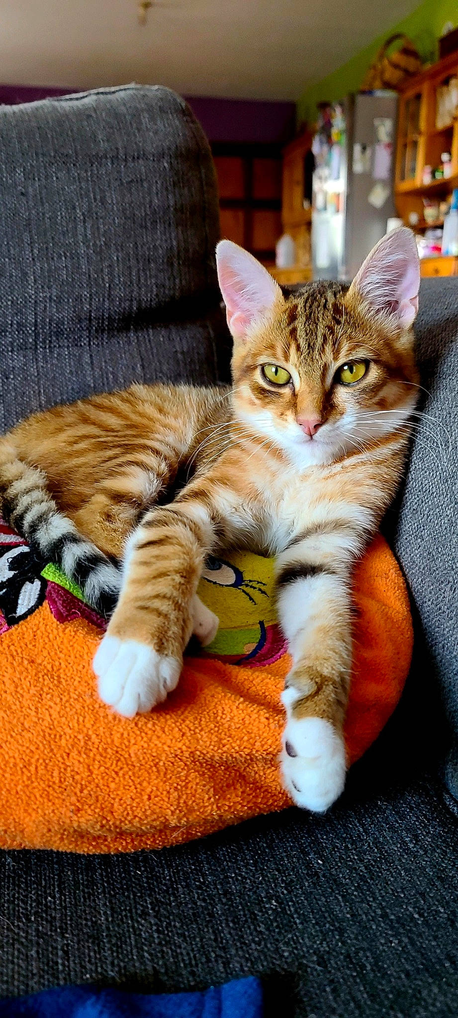 Tilou a rejoint le concours — aidez-le/la à gagner de superbes lots ! carnivore, cat, claw, comfort, domestic_short_haired_cat, fawn, felidae, foot, fur, paw, sitting, small_to_medium_sized_cats, snout, tail, terrestrial_animal, whiskers