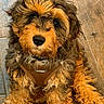 dog, puppy, brown_fur, curly_hair, harness, wooden_floor, pet, cute, sitting, indoor, animal, fur, looking_up, adorable, companion, canine, young_dog, friendly, domestic, portrait