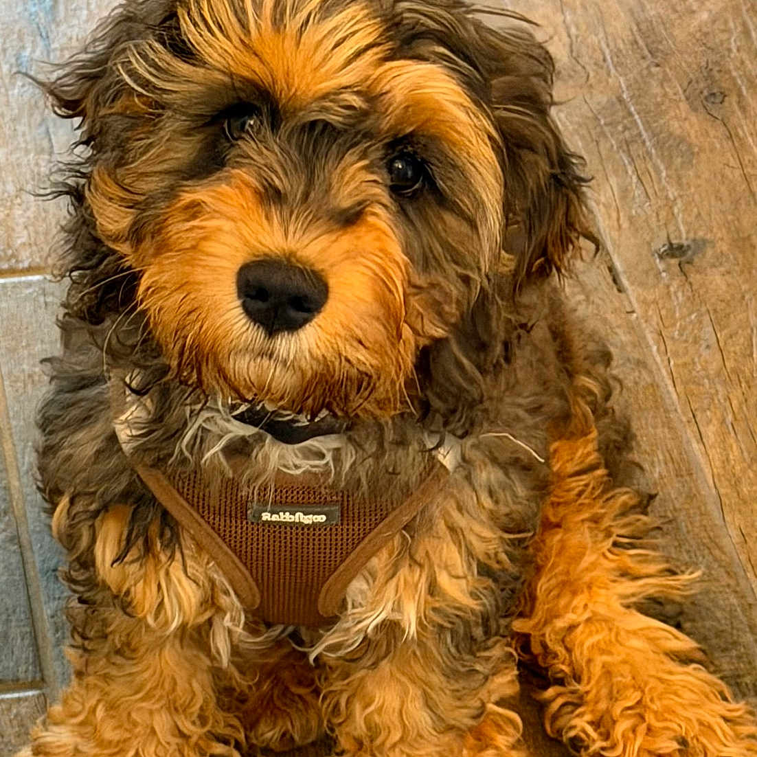 Finn