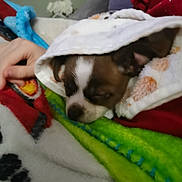 Bounty a rejoint le concours — aidez-le/la à gagner de superbes lots ! bed, blanket, brown_and_white, closed_eyes, comfort, cozy, dog, ear, fabric, fingers, hand, indoor, nose, person_hand, puppy, resting, sleeping, small_dog, soft_texture, towel