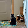 black_cat, cat, pet, collar, floor_mat, door, trash_bin, holiday_decor, kitchen, tile_floor, appliance, indoor, animal, feline, curious, sitting, domestic, household, quiet, still_life