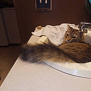 Lea joined the competition — help win amazing prizes! cat, sink, bathroom, tail, countertop, towel, light_switch, hairbrush, feline, domestic_animal, fur, relaxed, indoor, brown_cat, household, pet, curled_up, resting, close_up, cozy