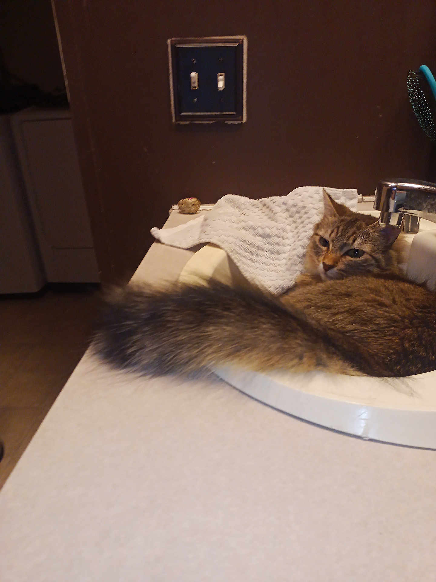 Lea joined the competition — help win amazing prizes! cat, sink, bathroom, tail, countertop, towel, light_switch, hairbrush, feline, domestic_animal, fur, relaxed, indoor, brown_cat, household, pet, curled_up, resting, close_up, cozy