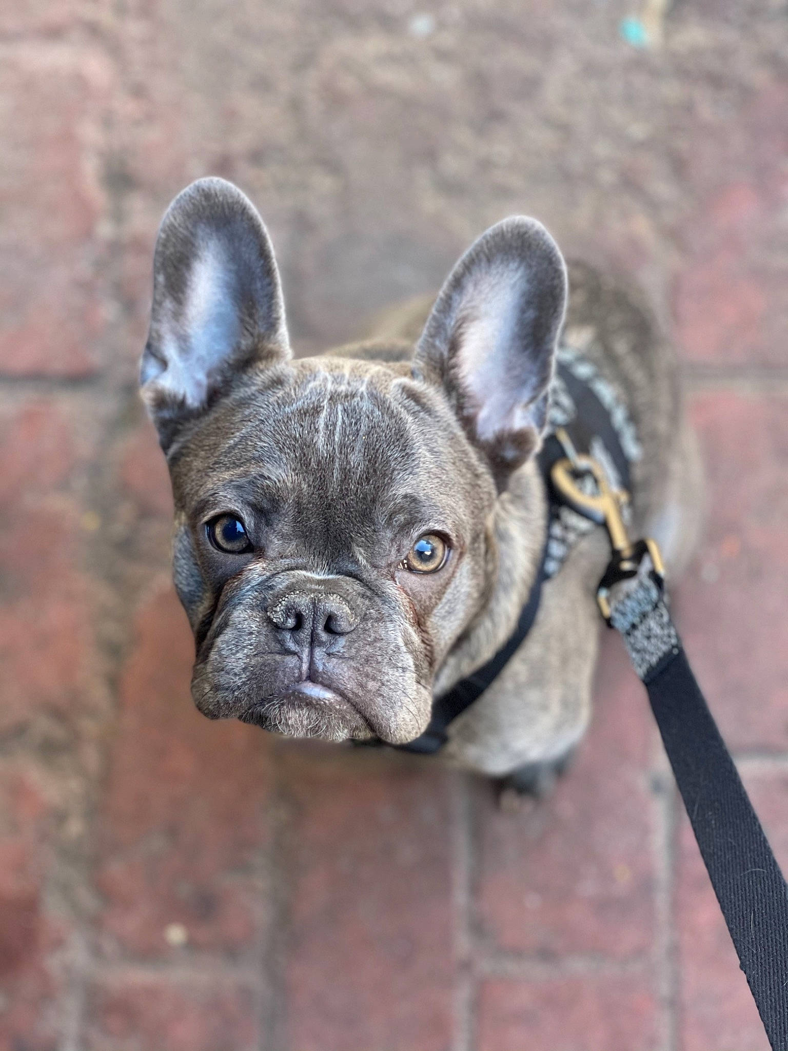 Dexter joined the competition — help win amazing prizes! brick, bulldog, canidae, carnivore, collar, dog, dog_breed, fawn, french_bulldog, grey, leash, liver, mammal, neck, organ, skin, snout, toy_dog, whiskers, working_animal