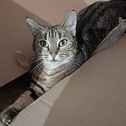 Mina participe au concours pour gagner de l'argent avec cette photo : cat, tabby_cat, pet, animal, feline, lying_down, cardboard_box, whiskers, green_eyes, indoor, relaxed, stretching, fur, close_up, cute, paw, domestic_animal, mammal, striped, resting