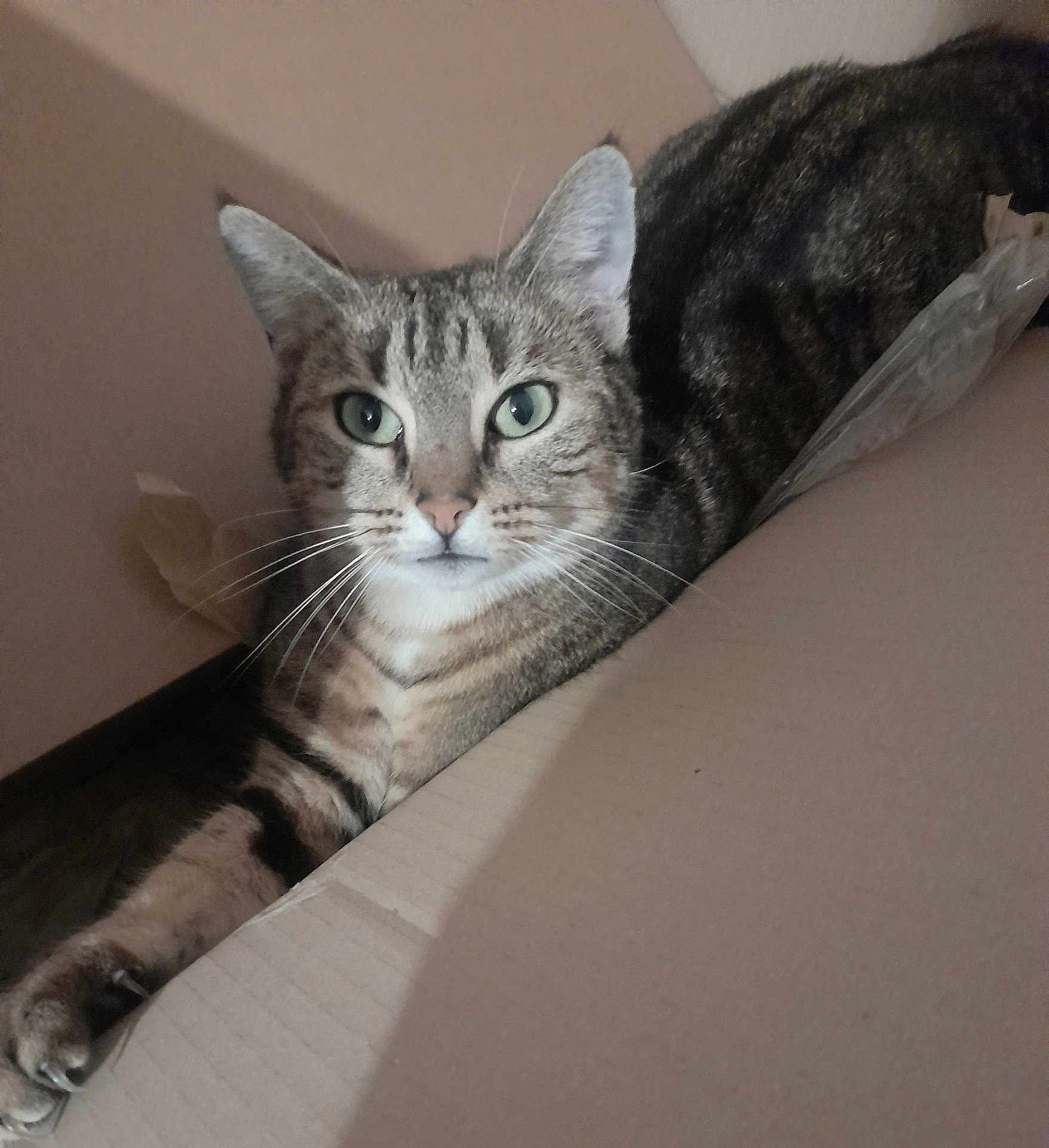 Mina participe au concours pour gagner de l'argent avec cette photo : cat, tabby_cat, pet, animal, feline, lying_down, cardboard_box, whiskers, green_eyes, indoor, relaxed, stretching, fur, close_up, cute, paw, domestic_animal, mammal, striped, resting