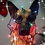 Roxy is registered to the contest to win money with this photo: dog, christmas_lights, festive, decorations, tangled, ears, face, blurred, sparkles, holiday, pet, indoors, colorful, lights, canine, celebration, fun, cute, animal, decor