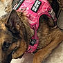 Roxy is registered to the contest to win money with this photo: camouflage, canine, closeup, collar, dog, ear, floor_tile, fur, german_shepherd, harness, indoor, leash, lying_down, patch, paw, pet, pink, portrait, resting, tongue