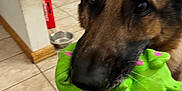 Roxy is registered to the contest to win money with this photo: dog, german_shepherd, toy, green_toy, indoor, kitchen, tile_floor, pet, animal, close_up, brown_dog, black_and_brown, ears, snout, paw, domestic, playful, household, floor, canine