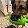 dog, german_shepherd, toy, green_toy, indoor, kitchen, tile_floor, pet, animal, close_up, brown_dog, black_and_brown, ears, snout, paw, domestic, playful, household, floor, canine