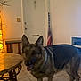 dog, german_shepherd, indoor, tile_floor, table, lamp, flag, door, wall, furniture, pet, animal, floor, decor, lighting, house, room, canine, domestic_animal, standing