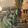 animal, canine, couch, decor, dog, domestic, flash_reflection, furniture, german_shepherd, indoor, living_room, metal_table_base, pet, plant, smiling, table, tile_floor, tongue_out, vase, window_blinds