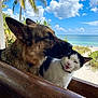 beach, black_and_white_cat, cat, close_up, clouds, dog, friends, german_shepherd, meowing, ocean, outdoor, palm_tree, pets, playful, sand, sky, sunny, vacation, whiskers, wooden_rail