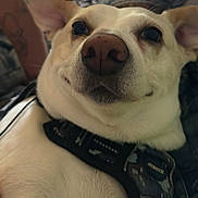 Ghost joined the competition — help win amazing prizes! dog, close_up, white, brown_ears, collar, pet, animal, canine, relaxed, indoor, fur, snout, portrait, looking_up, cute, domestic_animal, muzzle, whiskers, black_collar, tattoo