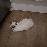 Winnie is registered to the contest to win money with this photo: cat, fluffy, white_fur, dark_markings, wooden_floor, indoor, baseboard, relaxed, pet, animal, flooring, curious, domestic_cat, feline, resting, home, appliance, quiet, cozy, calm