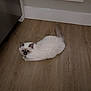 cat, fluffy, white_fur, dark_markings, wooden_floor, indoor, baseboard, relaxed, pet, animal, flooring, curious, domestic_cat, feline, resting, home, appliance, quiet, cozy, calm