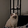 cat, fluffy, cream_color, dark_ears, dark_nose, blanket, patterned_blanket, sitting, indoor, shelf, cables, dim_lighting, wall, quiet, pet, feline, cozy, furniture, home, resting