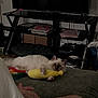 cat, plush_toy, banana_toy, living_room, television, furniture, person, legs, hands, papers, magazines, cushion, floor, shelf, dark, indoor, relaxing, furry, pet, cozy
