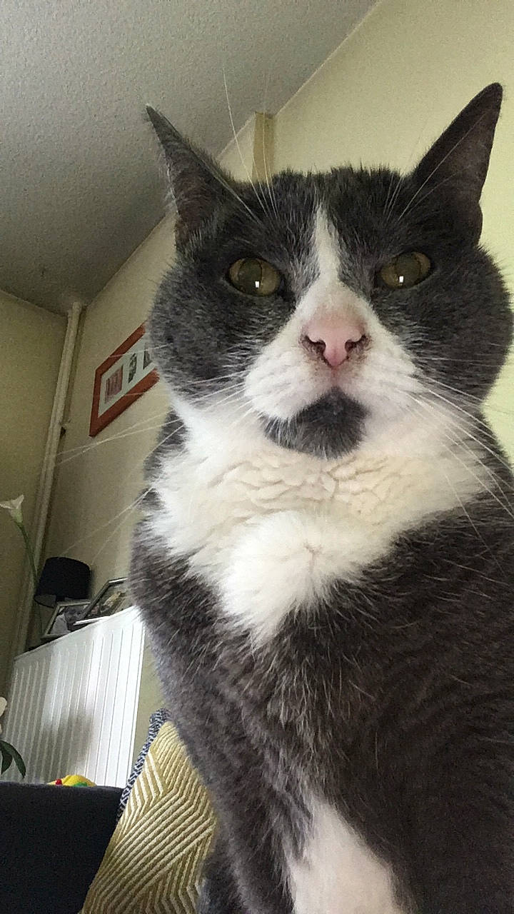 Babouche participe au concours pour gagner de l'argent avec cette photo : american_wirehair, black_and_white, carnivore, cat, domestic_short_haired_cat, european_shorthair, felidae, kitten, mammal, polydactyl_cat, small_to_medium_sized_cats, snout, whiskers