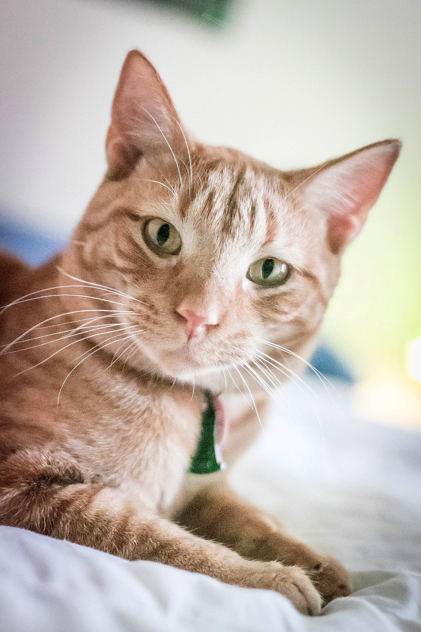 Orange Cat is registered to the contest to win money with this photo: beige, carnivore, cat, claw, comfort, domestic_short_haired_cat, fawn, felidae, fur, kitten, paw, peach, pet_supply, skin, small_to_medium_sized_cats, snout, terrestrial_animal, toe, vertebrate, whiskers