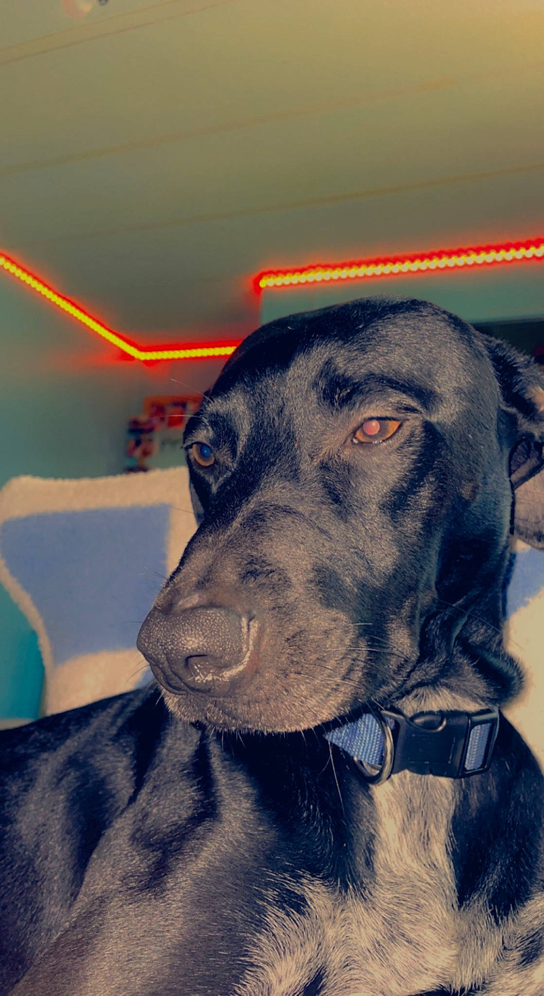 Loki Bean is registered to the contest to win money with this photo: borador, carnivore, companion_dog, dog, dog_breed, dog_collar, ear, fawn, fur, giant_dog_breed, great_dane, guard_dog, gun_dog, liver, pointing_breed, snout, sporting_group, whiskers, working_animal, working_dog