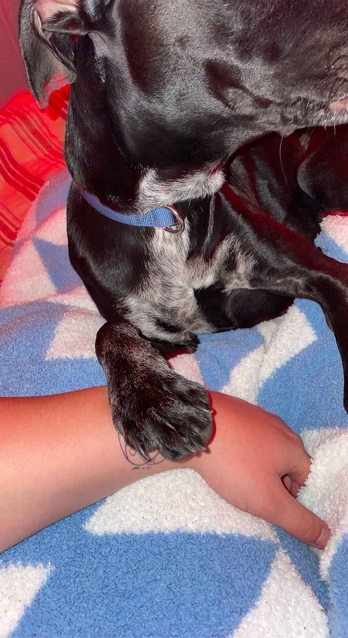 Loki Bean joined the competition — help win amazing prizes! calf, carnivore, comfort, companion_dog, dog, dog_breed, elbow, electric_blue, fawn, finger, foot, gesture, human_leg, knee, leg, nail, snout, thigh, thumb, wrist