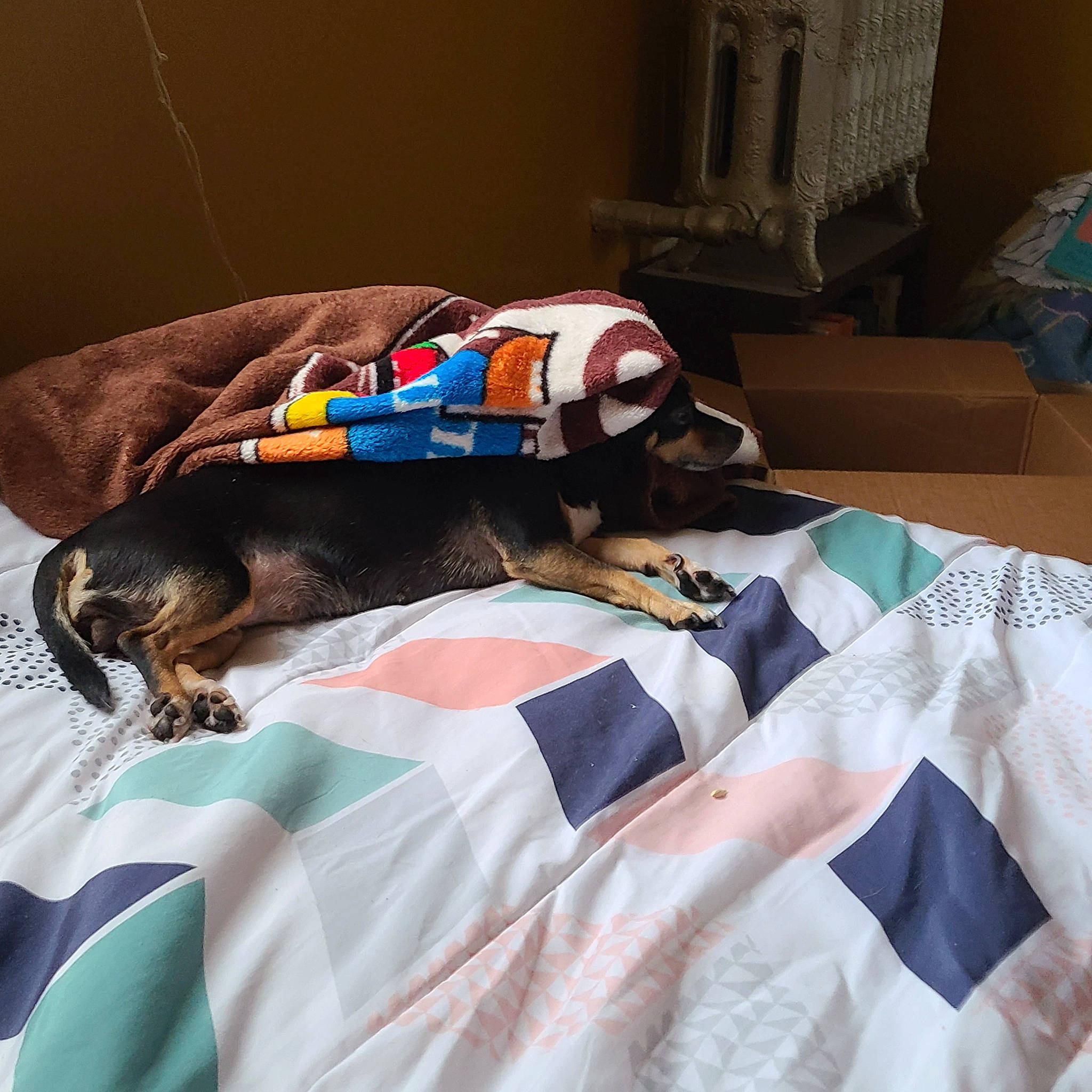 Lady is registered to the contest to win money with this photo: bag, bed, bed_sheet, bedding, bedroom, carmine, carnivore, comfort, companion_dog, electric_blue, fashion_design, felidae, fur, hat, linens, pattern, room, sleeve, t_shirt, textile