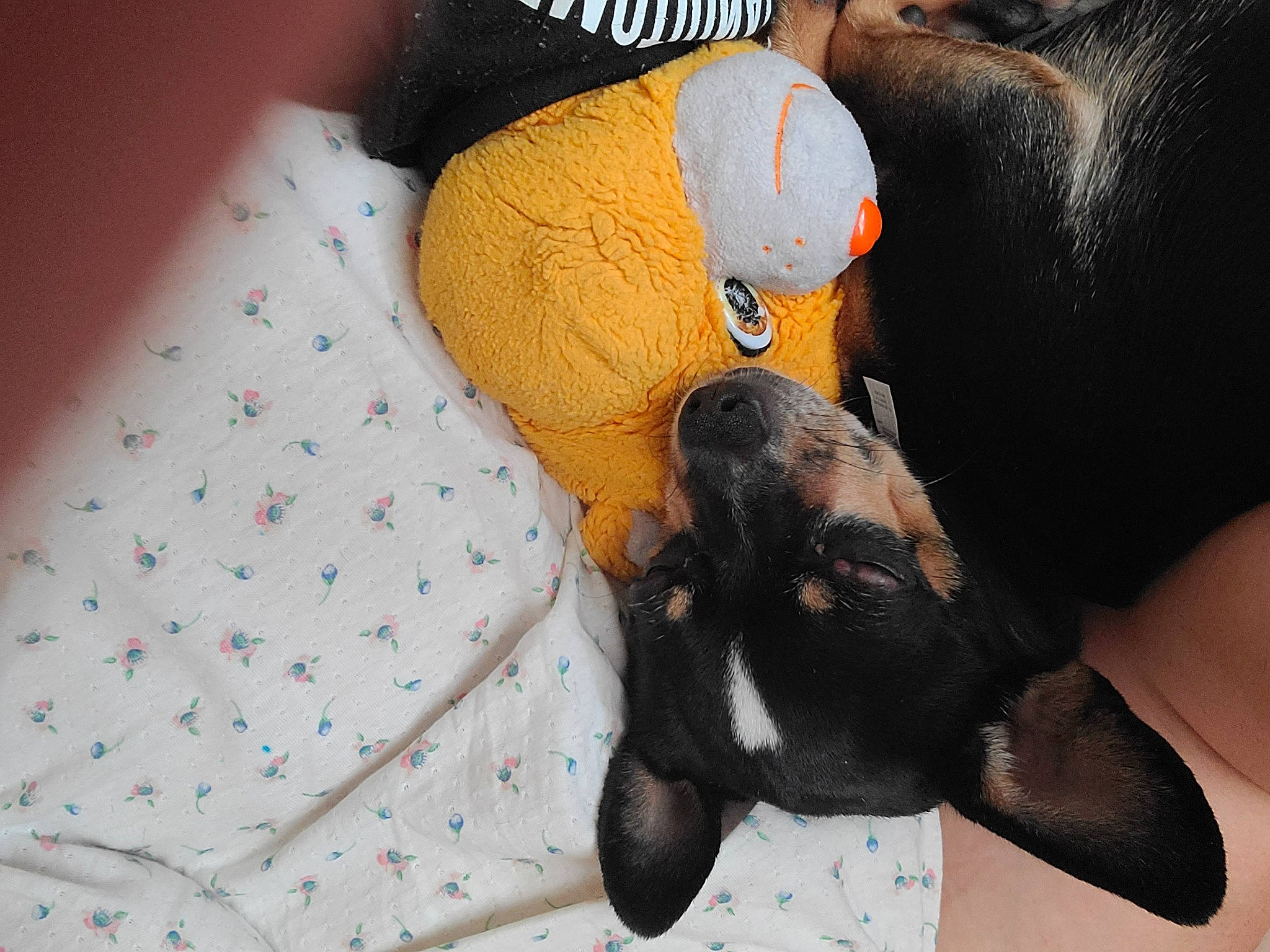 Lady joined the competition — help win amazing prizes! bed, canidae, carmine, carnivore, comfort, companion_dog, dog, dog_breed, fur, gesture, linens, nail, pattern, paw, pillow, plush, stuffed_toy, terrestrial_animal, textile, toy